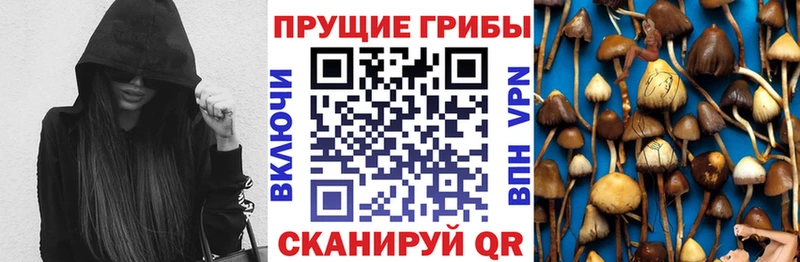 Псилоцибиновые грибы Cubensis  Купить  Злынка 